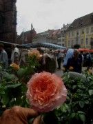 muenstermarkt-rose140628