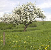 Apfelbaum am 25.4.2004