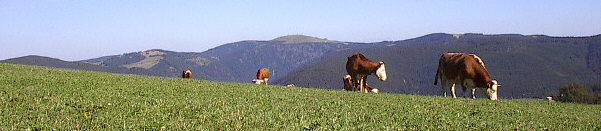 Blick vom Schauinsland zum Feldberg am 3.9.2003