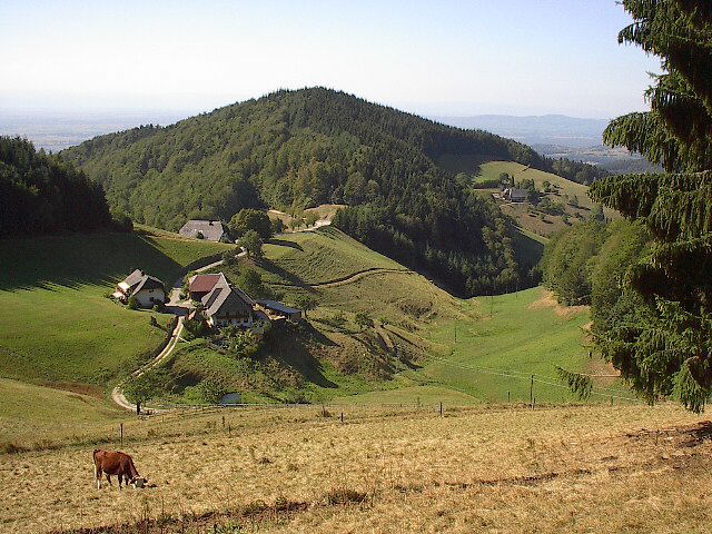 Blick vom Sonnhaldenberg ob Münstertal nach Westen über den Kohlerhof ins Rheintal im August 2003 (oben 26 Grad, unten 40 Grad)
