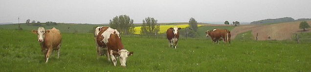 Glückliche Kühe bei Maisbach im Mai 2002