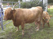 Highland Cattle von S.Meier aus Biederbach zu Besuch im Wittental