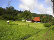 Blick nach Westen zum Bammethof am 8.8.2005 frhmorgens: Grovater mht mit der Sense und die Enkelbuben helfen eifrig