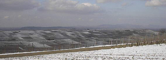 Blick von Bellenhhe nach Nordwesten ber den Batzenberg zum Kaiserstuhl am 18.2.2005