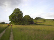 Blick nach Nordosten zur uralten Linde, zum Berglusthaus und Hohbühl (von links) am 10.6.2005 um 20.30 Uhr