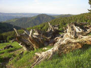 Blick nach Nordosten vom Westhang Tote Mann zum Hinterwaldkopf im Mai 2005