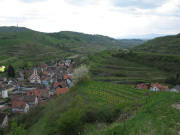 Blick nach Westen ber Schelingen zu Totenkopf, Badberg bis hin zu den Vogesen am 30.4.2006