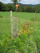 Blick nach Norden: Apfel Sternrenette und Wiesenblumen