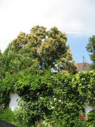 Die Kastanie bl�ht am 1.7.2006