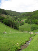 Blick vom Zipfeldobel nach Westen zum Hörnegrund am 22.5.2006 - der Schelbenhof rechts oben