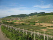 Blick vom Batzenberg ins Schneckental nach Norden auf Ebringen am 24.5.2006