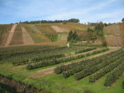 Blick nach Norden: Obstbau und Weinbau in Buchholz