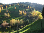 Blick nach Osten im Senbrunn am 15.11.2006: Sonne, Schatten und Herbstlaub