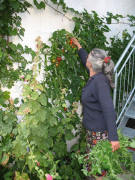 Tomaten �ber 2 m hoch am 16.9.2006