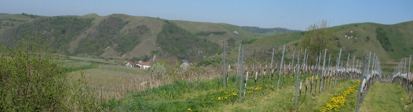 Blick vom Vogelsang-Paß nach Nordwesten über Alt-Vogtsburg zum Badberg am 15.4.2007