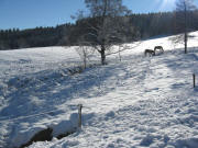 Pferde am Ospelehof am 21.12.2007 - Blick nach Süden