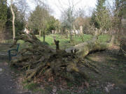Von Lothar gefällter Baum im Alten Friedhof am 23.2.2007