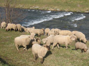 Schafe an der Dreisam am 22.2.2007