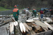 Aus Birken werden Osterhasen in Simonswald März 2007