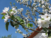 Apfelbl�te am 1.5.2009 - Biene rechts