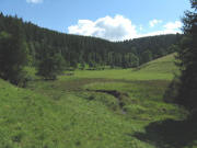 Blick nach Osten im Wolfloch am 25.8.2008 - weidende Rinder