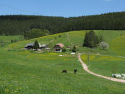 Blick nach Norden zum Mooshof am 13.5.2008