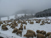 Schafe zwischen Buchenbach und Wagensteig am 15.12.2008