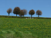 Blick nach Norden im Waldauer Friedhof am 11.5.2008