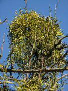 Apfelbaum mit Misteln in Gutach am 24.2.2008