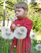 L�wenzahn am 8.5.2008: Drei Pusteblumen auf einmal