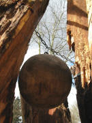 Die Weltkugel im Baum am 5.3.2008 am Mundenhof