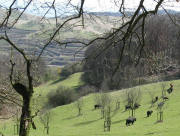 Schelinger Viehweide am 29.3.2008: Tele-Blick nach Süden zum Badberg