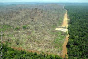 Abholzung im brasilianischen Regenwald. 