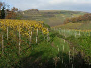 Blick vom Ltzelberg nach Norden zum Limberg am 15.11.2008