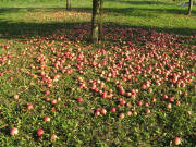 Äpfel zwischen Niederrimsingen und Merdingen am 25.10.2008