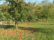 Äpfel zwischen Niederrimsingen und Merdingen am 25.10.2008