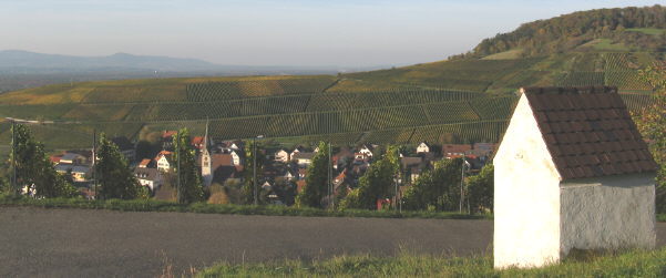 Blick nach Nordwesten über den Ebringer Sommerberg zum Kaiserstuhl am 19.10.2008 - Reben und Wein