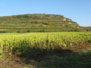 Blick nach Osten zum Berg (312 m) am Sdende vom Tuniberg am 25.10.2008