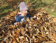 Im Laub der Kastanie am 30.10.2009