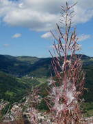 Weidenrschen am 27.8.2009 auf dem Hasenhorn (1100 m) - Blick nach Todtbnauberg