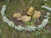 Schneegl�ckchen am 10.3.2009