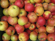 Jonagold vom Steinhaldehof am 11.7.2009 - so sehen echte Äpfel (sogar mit "Macken") aus