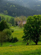 Blick von der Anhhe beim Joxenhof in Hfen nach Sdosten zum Kohlbachhof am 1.5.2009