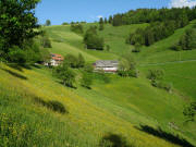 Blick nach Osten ber gelben Hahnenfu zum Milchmattenhof am 18.5.2009