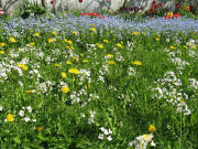 1.Mai 2009: Vergi�meinnicht, L�wenzahn, und Sonne