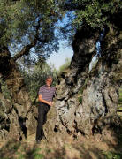 Olive tree S.Emiliano in Trevi-Bovara: 1700 years old 