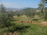 Olive trees in Coste - View to north up to Assisi