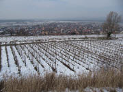 Blick nach Westen auf Merdingen am 16.2.2010 - Schnee und -4 Grad