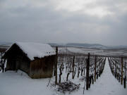 Blick vom Steinbuck am Fu des Kslebergs nach Sden bis Niederrotweil am 12.2.2010