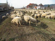 Schafe am 4.2.2010 in FR-Littenweiler bei Lindenmatte und Höllentalbahn